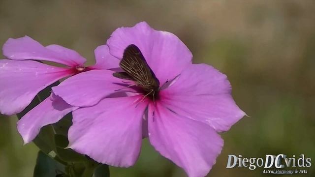 Vehilius sp. Skipper butterfly species - Borboleta Skipper (Hesperiinae - Moncini) смотреть онлайн