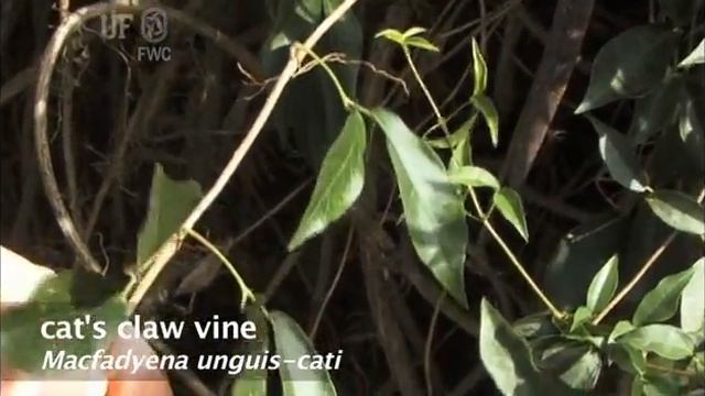 cat's-claw vine (Dolichandra unguis-cati) смотреть онлайн
