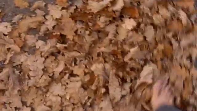 :о !!!лес ковёр выбросил ...ни фига себе:(((