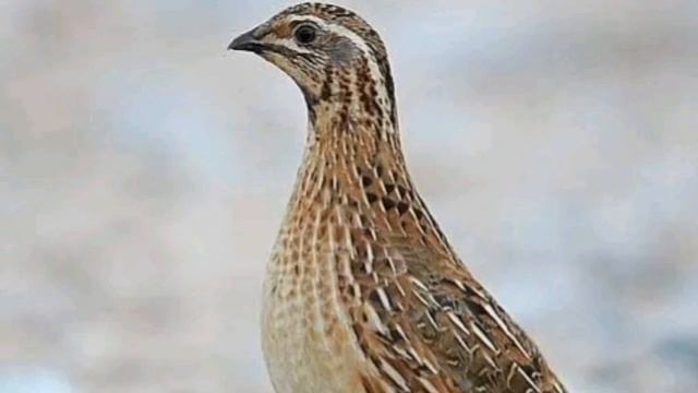 Batair ki awaz male نر بٹیروں کی آواز