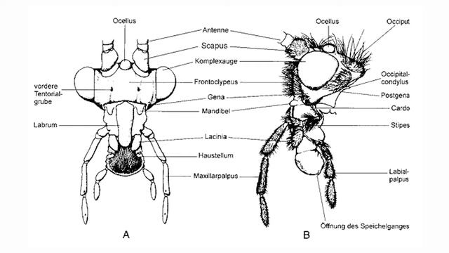 Trichoptera / Köcherfliegen erkennen смотреть онлайн