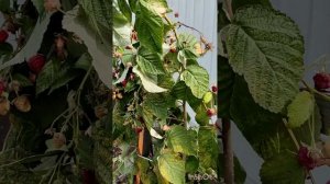 Осенняя обрезка малины.