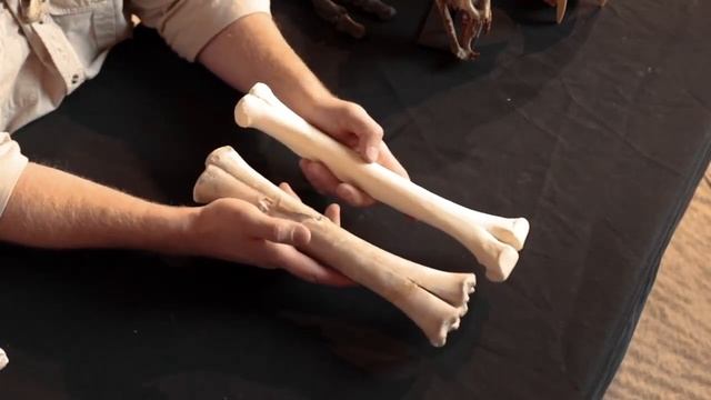 Camel cannon bones смотреть онлайн