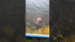 Кормление рыбы в бассейнах!