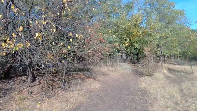 Открытие охоты на фазана 2020г. смотреть онлайн