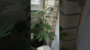 маракуйя маэстро, пассифлора Северная цветёт, инжир, банан, манго. экзоты дома, в квартире