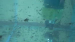 Мальки скалярии .