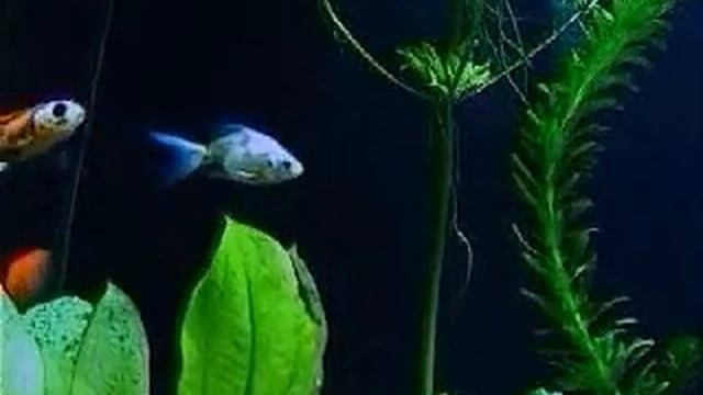 orhan ölmez bana bırak ses kayıt mp3 смотреть онлайн