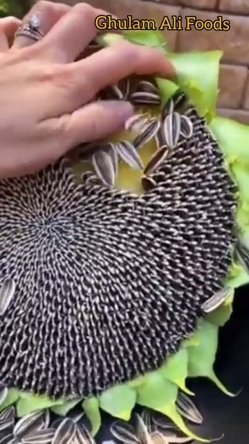 Sunflower Seeds Getting Out #shorts #food #foodie #sunflowerseedsroastingmachine #gardenlife #viral