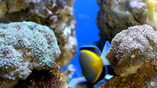 Stunning aquarium 4k | Relaxing Music |