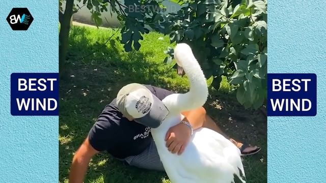 Most Emotional Animals Reunited With Owners After Years! Animal Reunion #18 | BestWind смотреть онлайн