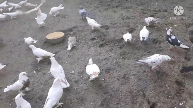 Кабутар сотилади гарантияликлари бор доставка хам бор келишилган холда #кабутар #андижанские смотреть онлайн