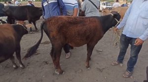 Наманган, Чуст Станция Оптом Мол Бозори.