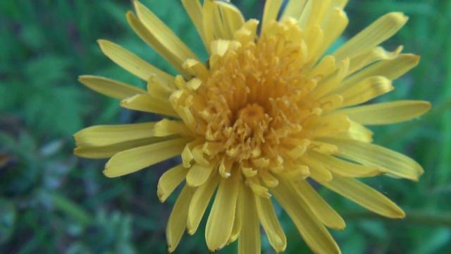 Voikukka ( Taraxacum officinale ) смотреть онлайн