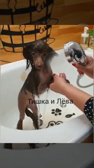 Эдит Китайская хохлатая