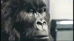 Cadbury's gorilla