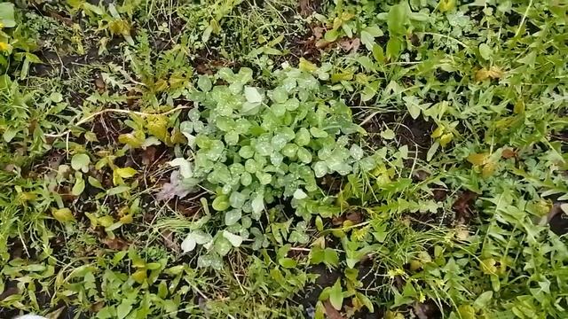 Весна в орловском парке