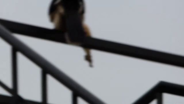 Oriental Pied-hornbill as a Carnivore смотреть онлайн