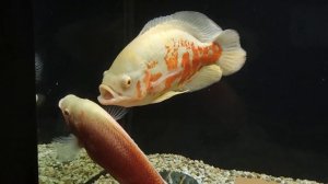 Астронотус альбинос