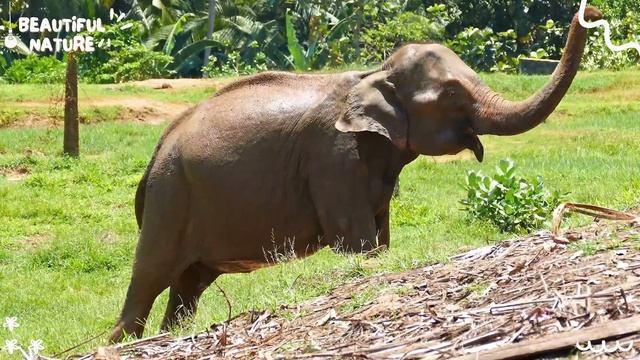 The Special Beauty of Animals - Donkey Hamster Turtle Badger Gnu  Animal sounds