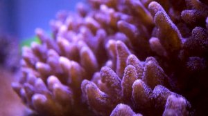 Tristian's Reef: Noopsyche K7 Pro II -  Lighting the Farm #trscaquatics #allmymoneygoestocorals