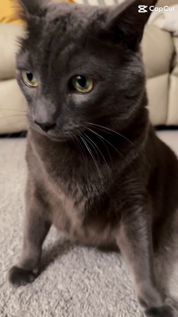Spring vibes with #cat #purr #bluecat #cutepets #cat