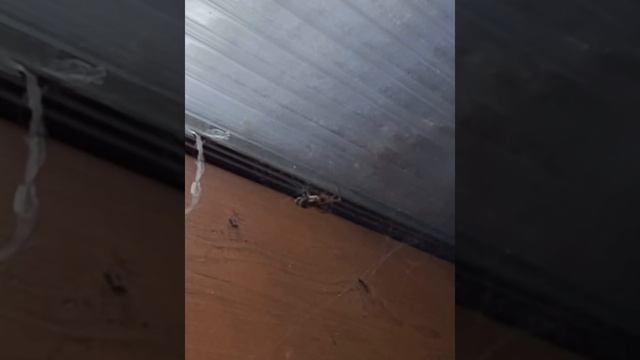 Spider Vs Bumblebee смотреть онлайн