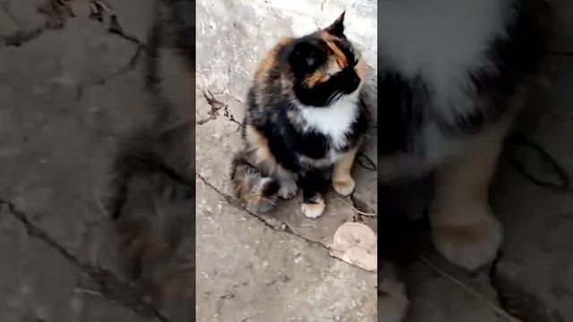 Кошка Тигра за кадром 3 смотреть онлайн