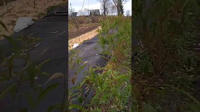 молодые деревья смотреть онлайн