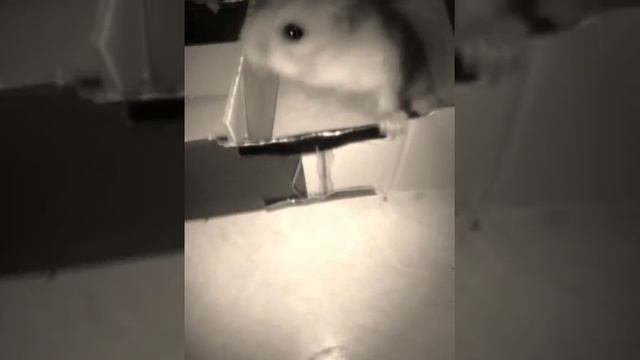 Хомяк проходит лабиринт смотреть онлайн