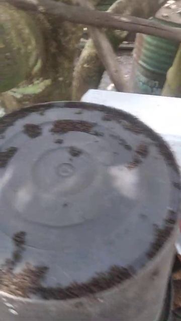 Cuaca panas Semut cari tempat yang dingin ...🐜 смотреть онлайн