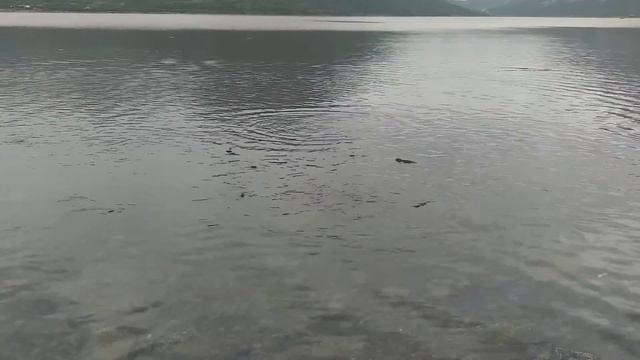 Сезон лосося. Salmon season. Alaska смотреть онлайн