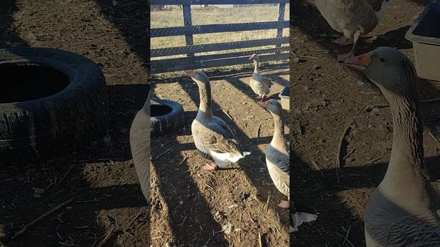Куры и гуси, весело и бодро выходят на прогулку. Гусыня села на яйца