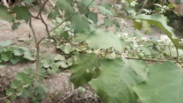Iyarkai vivasayam/agriculture in Tamil/Tamilar marabu vali velanmai/brinjal cultivation in tamilnad