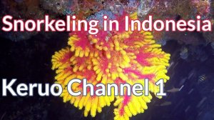 Keruo Channel, Pam Ep.1 - Snorkeling in Indonesia