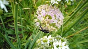 Сколия волосатая или степная (Scolia hirta) не любит водичку