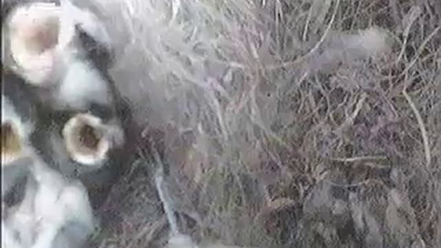 2 weeks old.mp4 смотреть онлайн