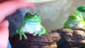 ЛИГУШКА  /мем\