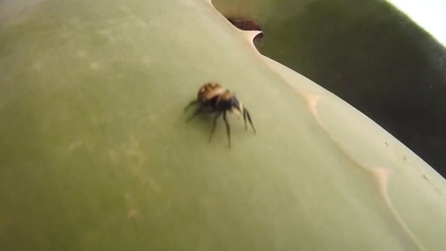 Araña saltarina. Jumping spider (Salticidae) смотреть онлайн