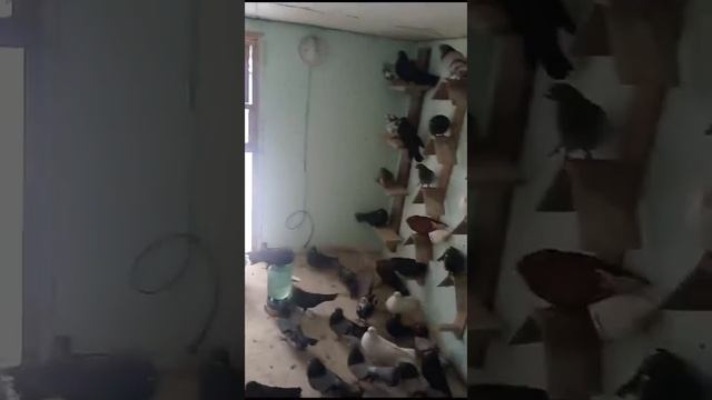 22 января 2024 г.голуби друга, 89005992939 смотреть онлайн