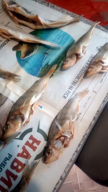 рыбка с пивом на вечер смотреть онлайн