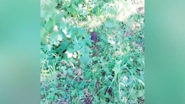 Тася. Встреча с ежиком. #детскоевидео #тася #ежик смотреть онлайн