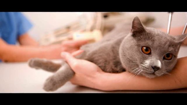 Care for Cats - Diabetes in Cats - Cat Tips смотреть онлайн