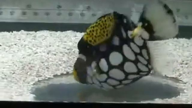 Морские рыбы.mp4 смотреть онлайн