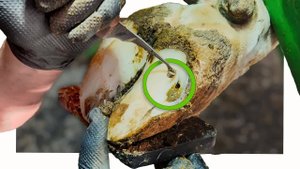 GREEN GUNGE from a PUNCTURED cow's hoof