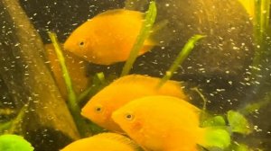 Северум Красный жемчуг ( подростки)