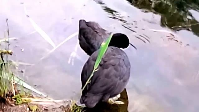 Лысухи прихорашиваются-4 VID 20170714 193306" смотреть онлайн