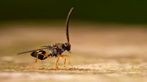 Странное насекомое. Осы-паразиты Eucharitidae