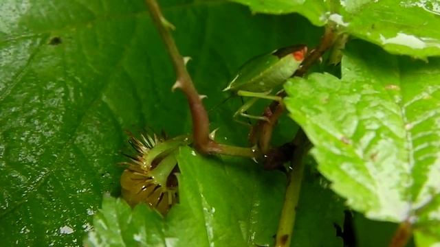 エゾアオカメムシ/Palomena angulosa 01_110627 смотреть онлайн