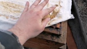 Плохо перезимовала пчелосемья. Допущена ошибка